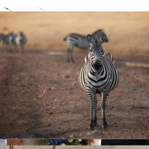 Travel and documentary