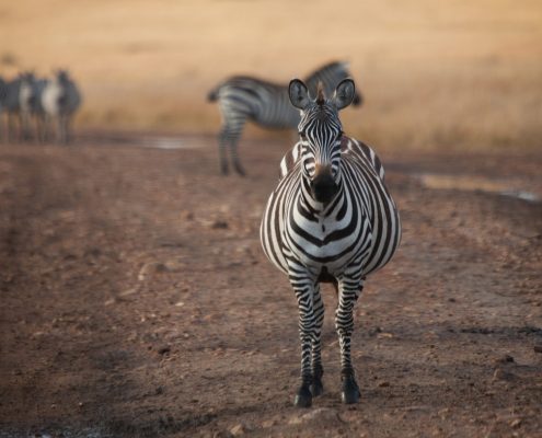 Travel/documentary: Zebras in wildlife