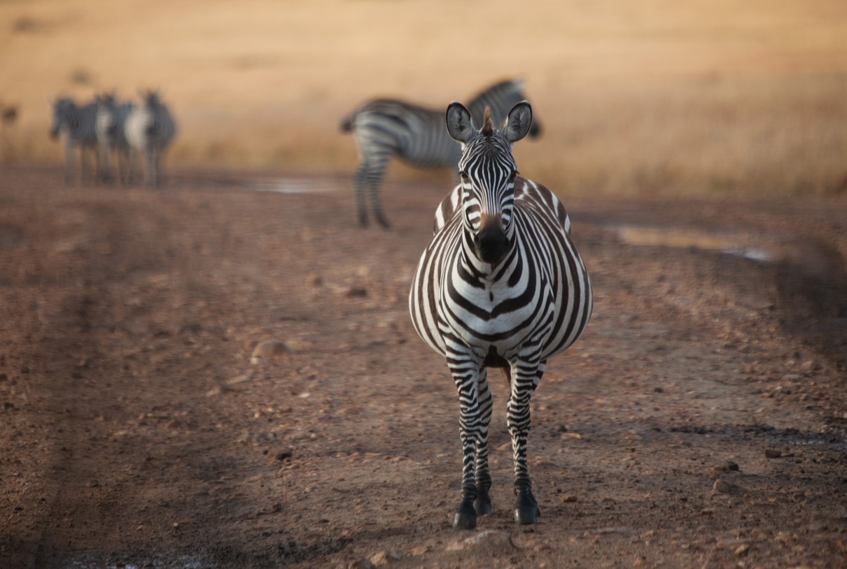 Travel/documentary: Zebras in wildlife